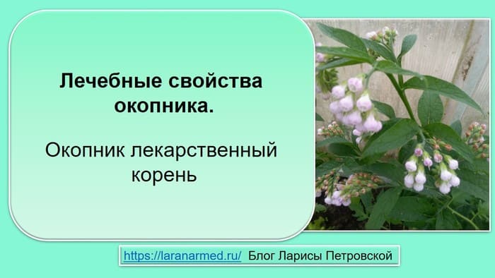 Лечебные свойства окопника