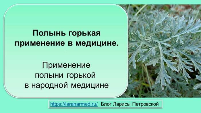 Полынь горькая применение в медицине
